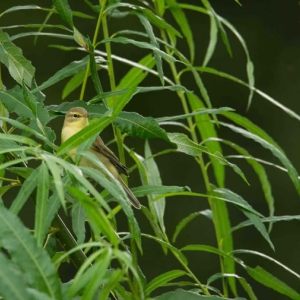 Redwell   August 2016   D3s (9 Of 69).jpg